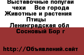 Выставочные попугаи чехи  - Все города Животные и растения » Птицы   . Ленинградская обл.,Сосновый Бор г.